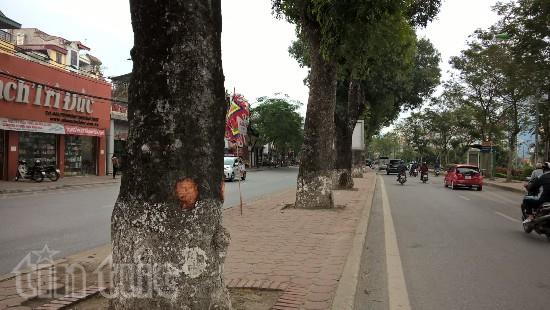 Không phải lần đầu cây xà cừ trên đường Láng bị đẽo vỏ ảnh 2